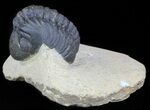 Bargain, Reedops Trilobite - Atchana, Morocco #62075-2